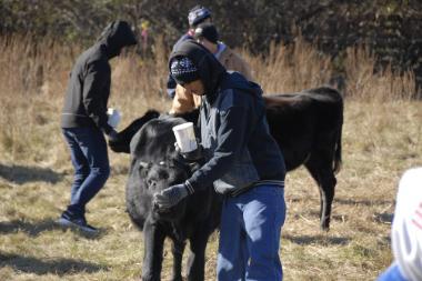 student feeding cows on farm