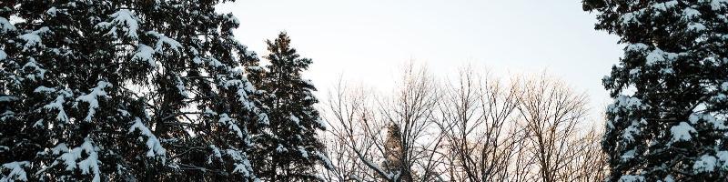 snowy treetops at HoneyRock