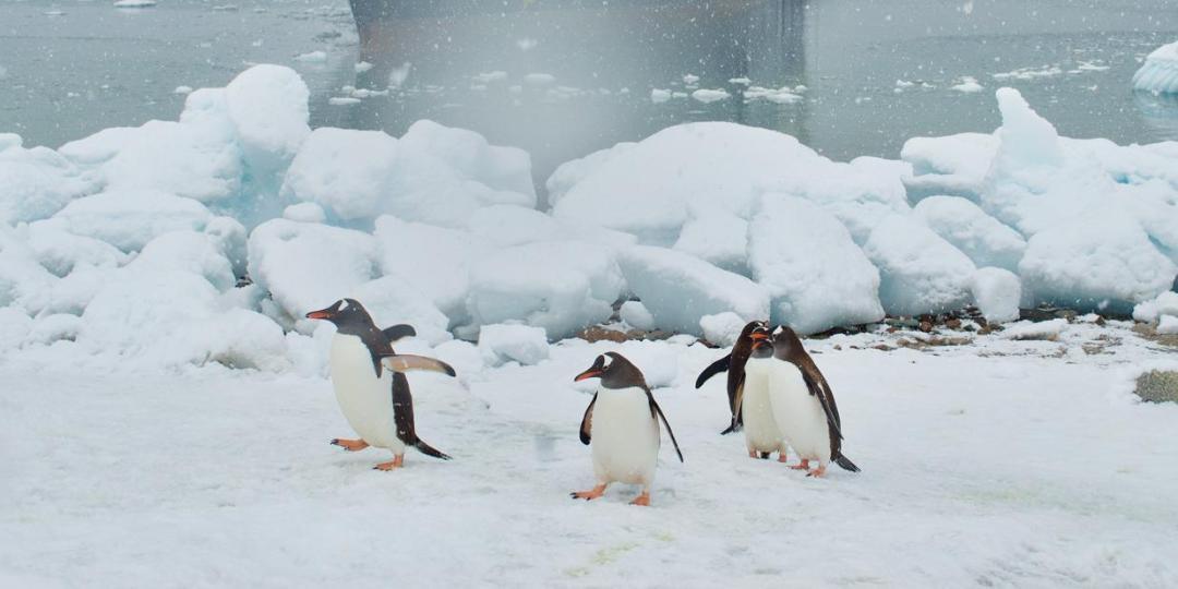 1080x540 Antarctica Penguins in Front of National Geographic Ship
