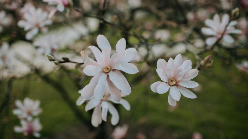 Campus flower tree