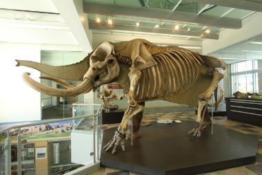 Perry Mastodon 380x253